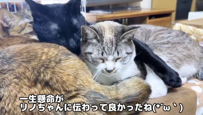 くっつく3匹の猫