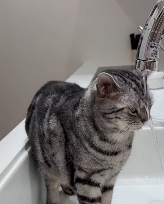 水を被る佐助くん