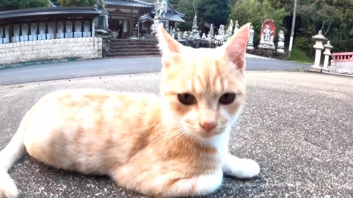 茶トラの子猫