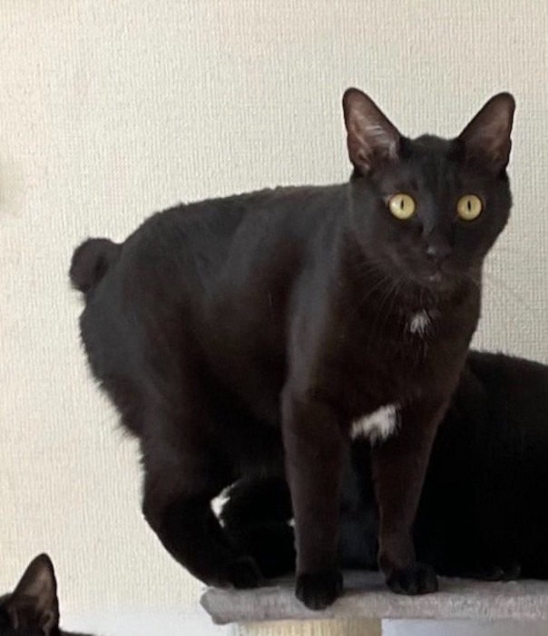キャットタワーの上に立つ黒猫