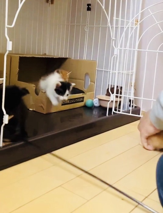 ママにケージに入れられる茶トラ子猫とケージの中の3匹の子猫