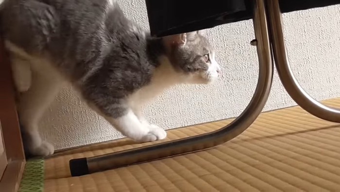 片足を持ち上げて