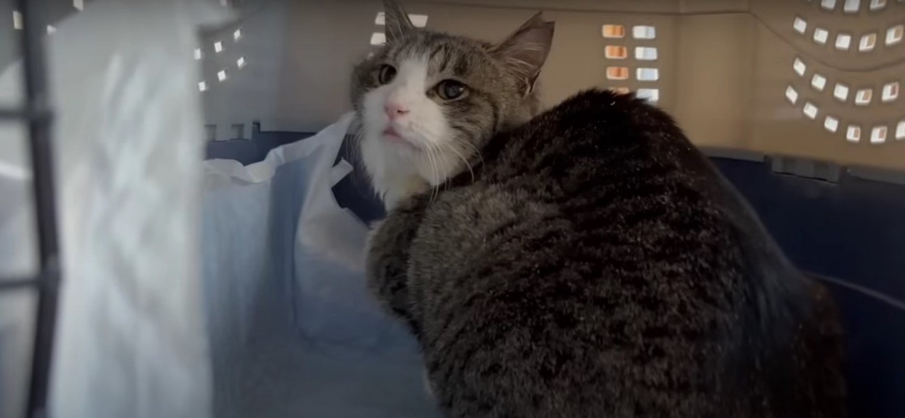 キャリーバッグの中の猫