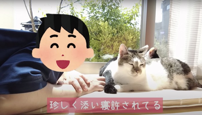 猫に顔を近づける男性