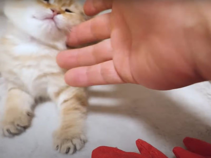 起こされる子猫