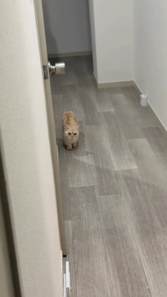 飼い主が壁から顔を出すと、少し距離を縮めている猫