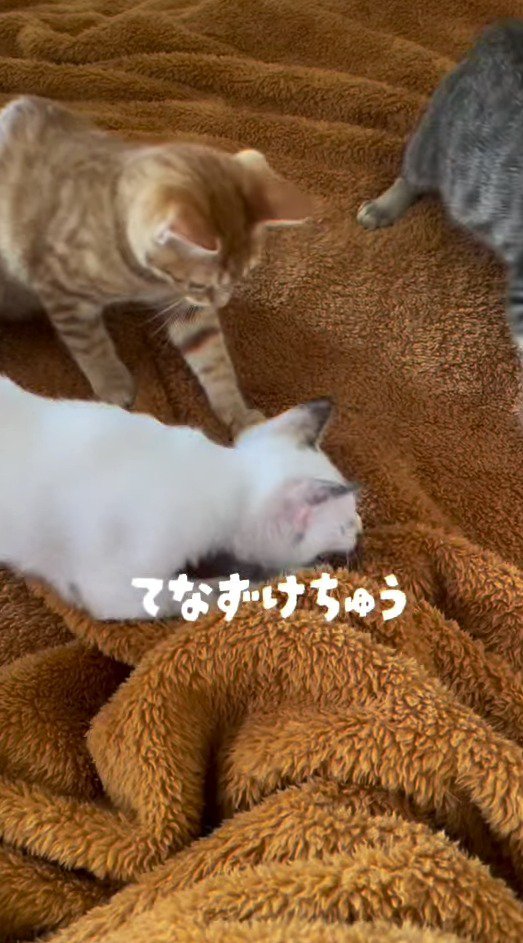 毛布の下にある投稿者の手に飛びつく白い子猫