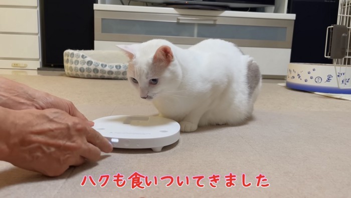 部品の前に佇む白い猫