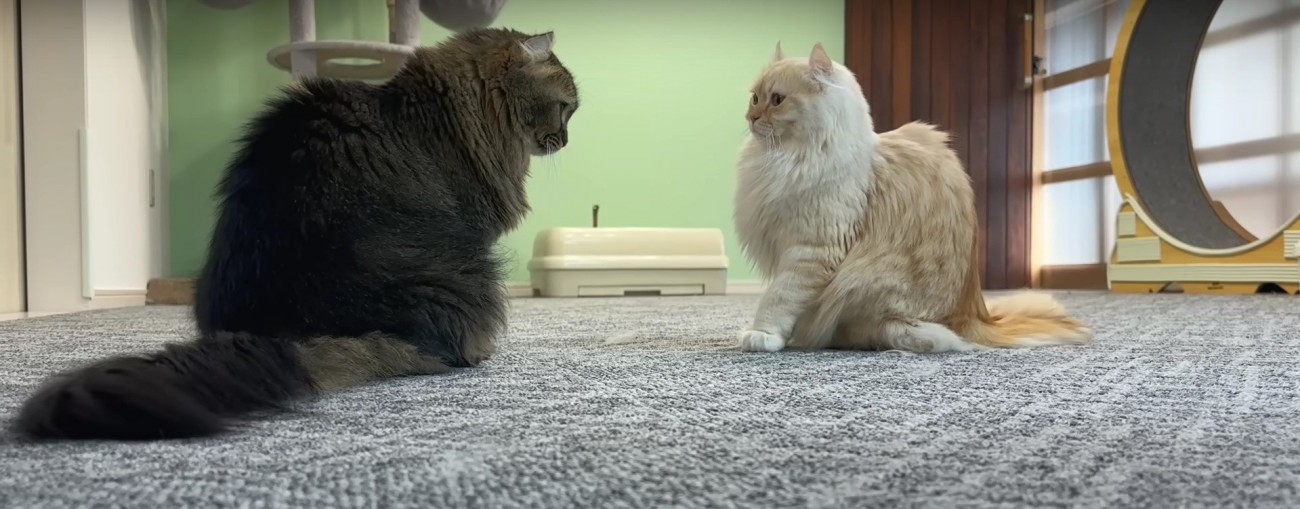 向かい合う2匹の猫%％お説教タイム