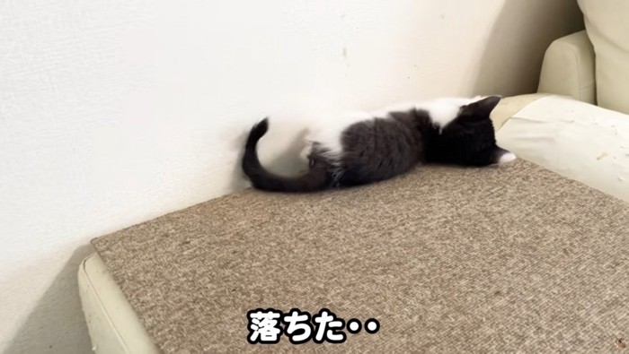 ソファで横になっている子猫