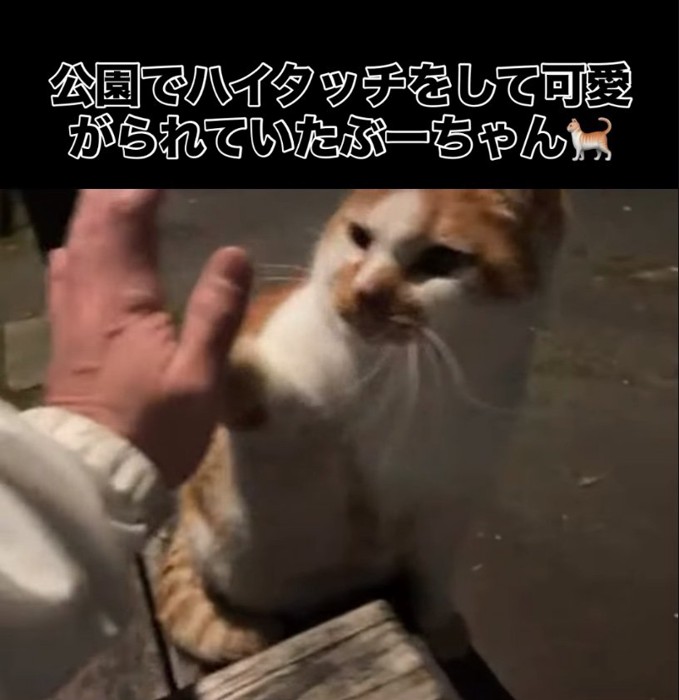 ハイタッチする猫