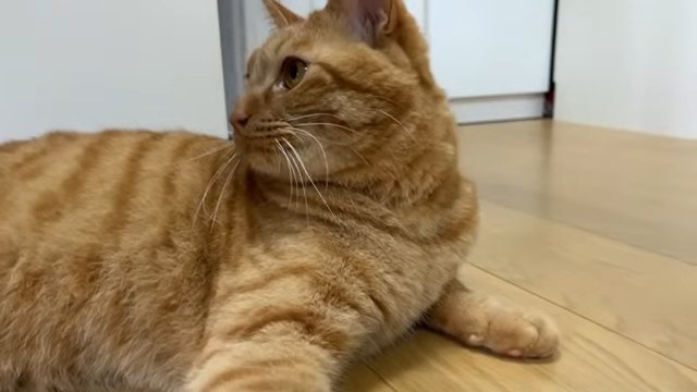 茶トラ猫のアップ