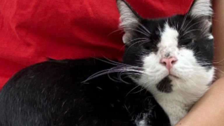 抱かれている猫