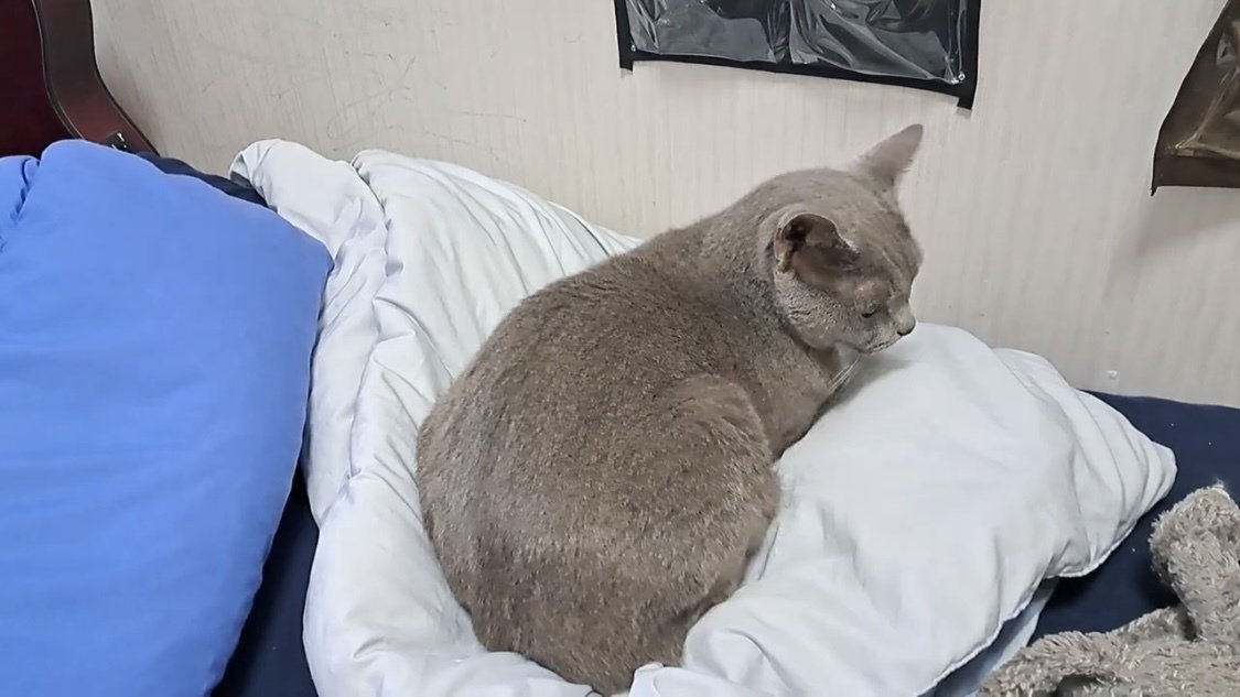 ベッドに座る猫