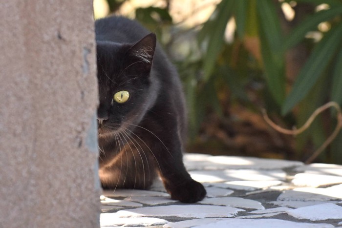もの陰からこちらを覗く猫
