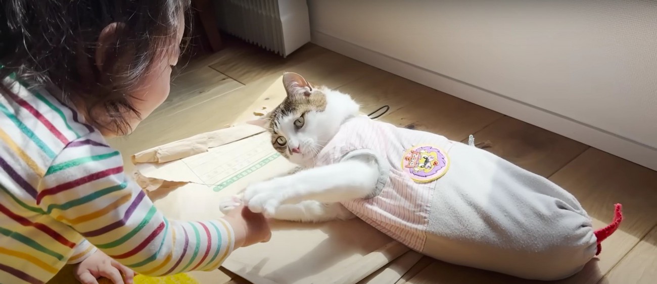 子どもにじゃれる猫%%じゃれるエースくん