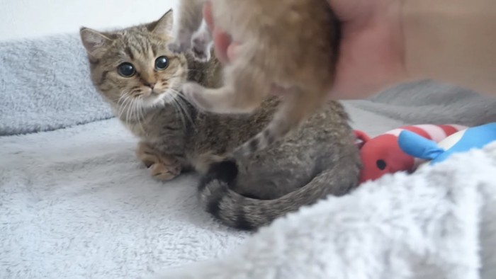 持ち上げられる子猫を見つめる親猫の写真