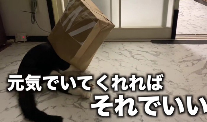 紙袋をかぶる猫