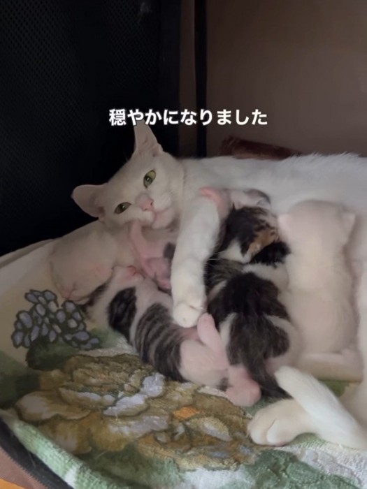 授乳中の母猫