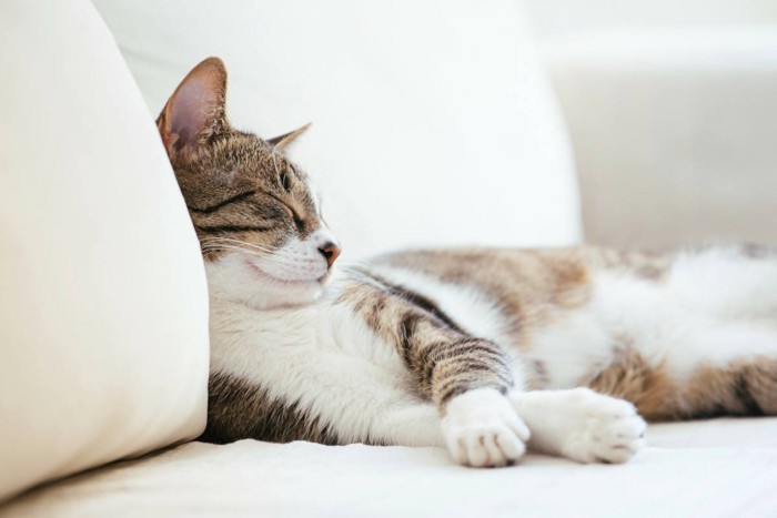 腕をクロスして眠る猫