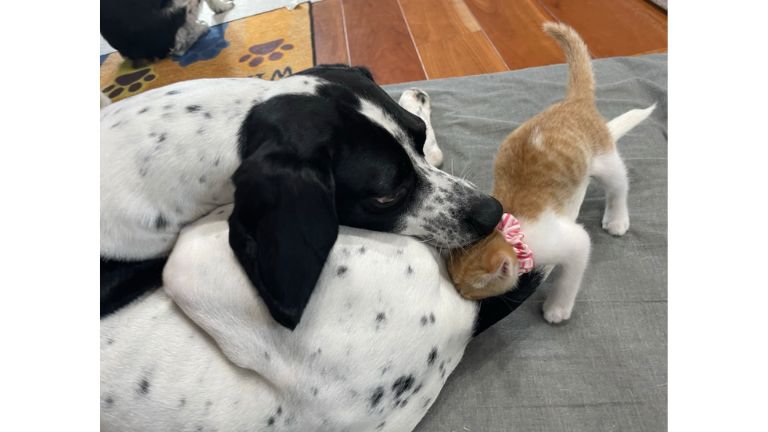 猫と犬