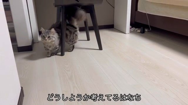 歩き回る猫