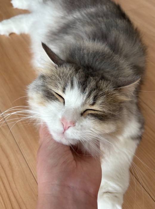 あごを撫でられる猫