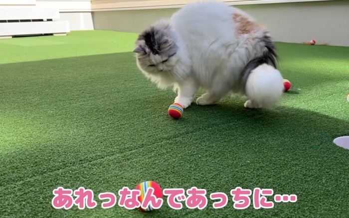 うまくいかない猫