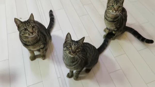 見上げる3匹の猫