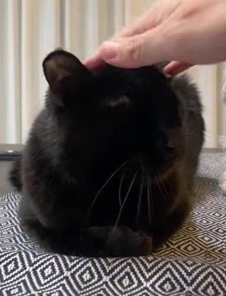 なでられている黒猫