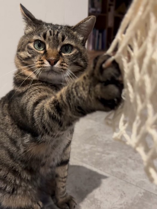 網に爪を引っかけた猫