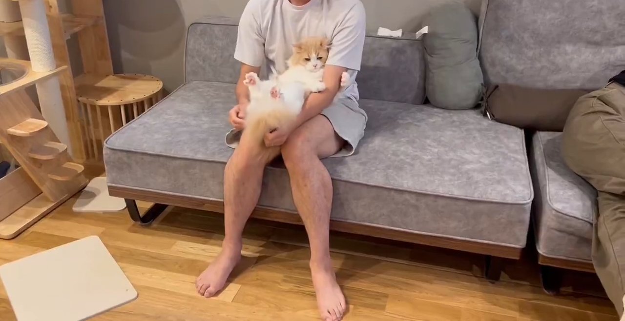 膝の上に乗って腕を抱きしめる猫