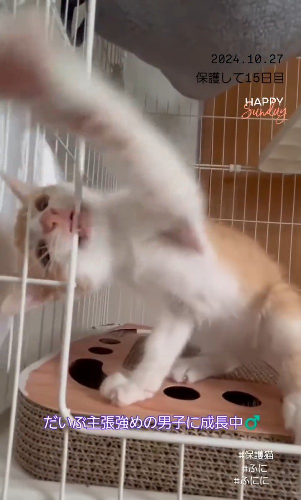 前足を伸ばす子猫