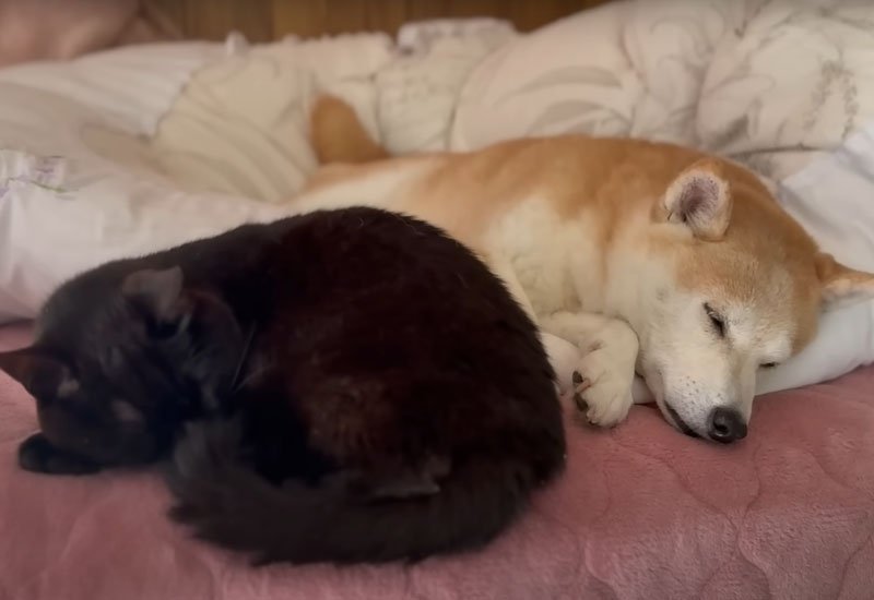 眠る犬と猫