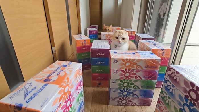 行き止まりのじゅんちゃんと後ろに茶太郎くん