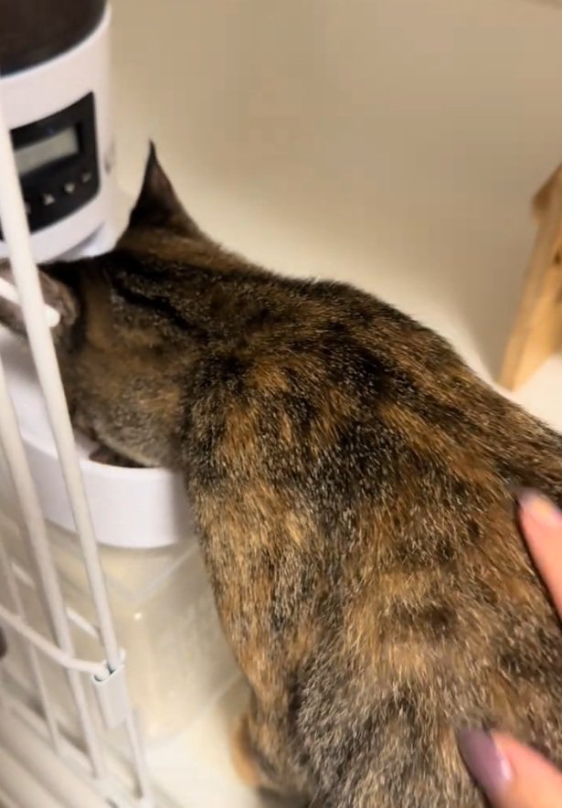 ご飯を食べる猫