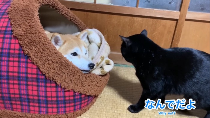 ふてくされる猫