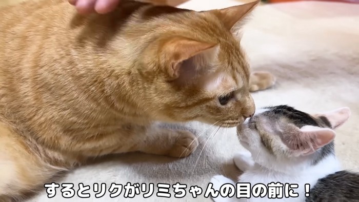 子猫に接近する成猫