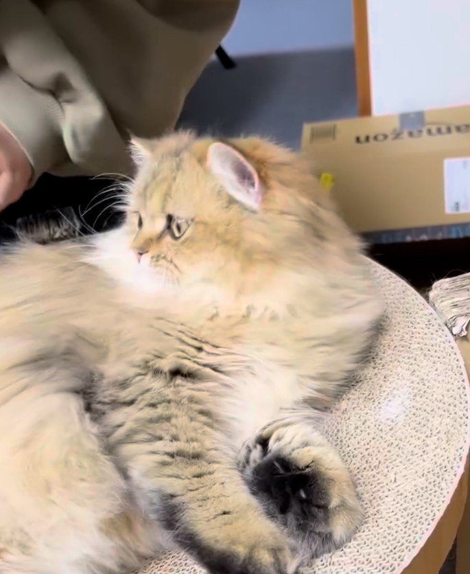 寝そべって左を凝視している猫