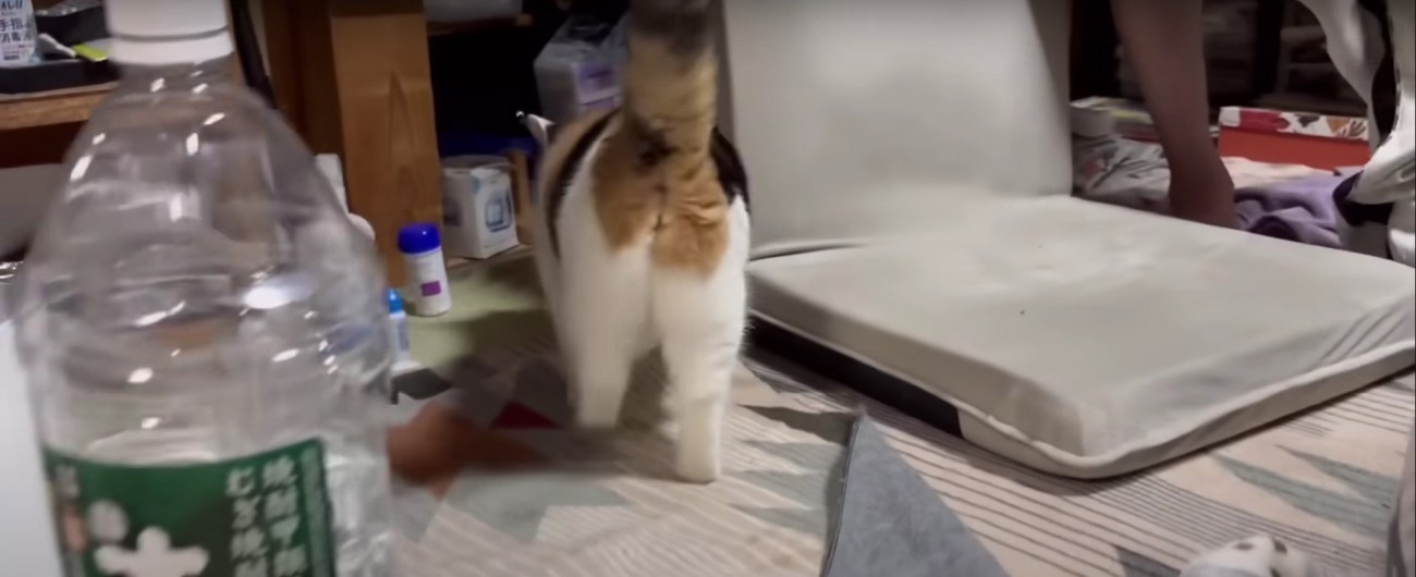 人に寄っていく猫