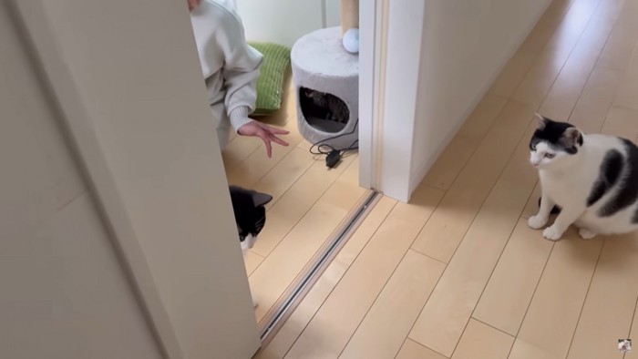 向き合う二匹決闘の様子!?