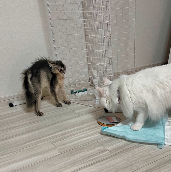 白猫を見て毛を逆立てる子猫