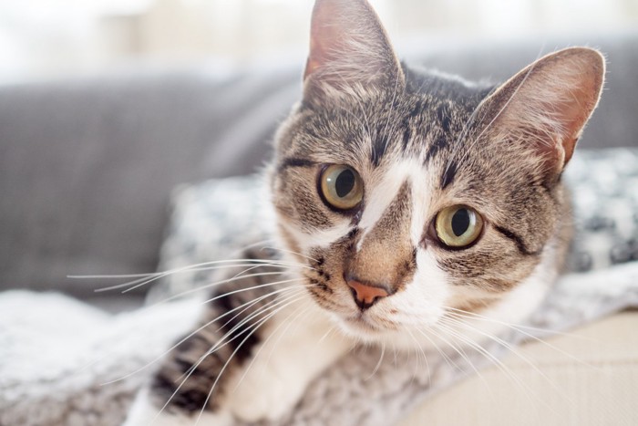 なにかを凝視する猫