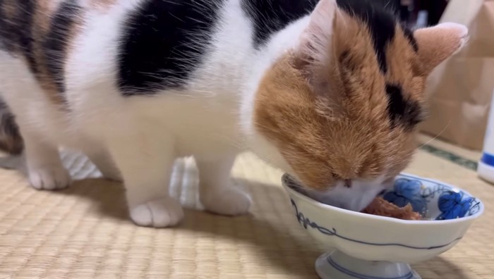 ご飯を食べる猫
