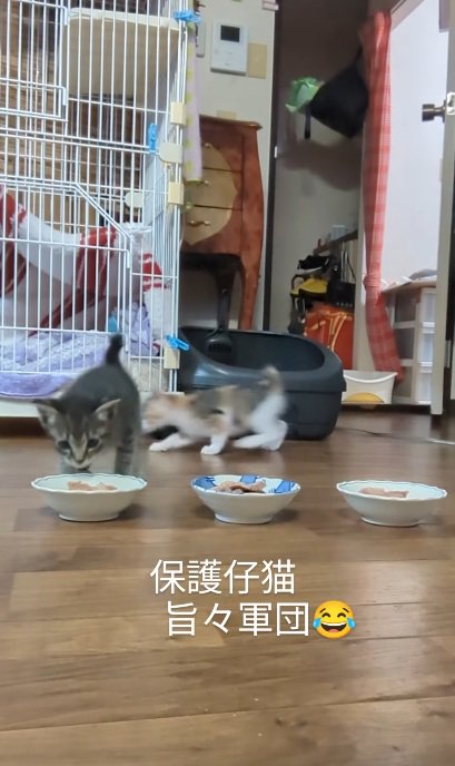 ご飯にかけよる3匹の子猫達
