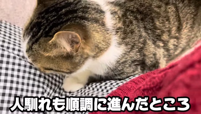 膝の上にのる猫