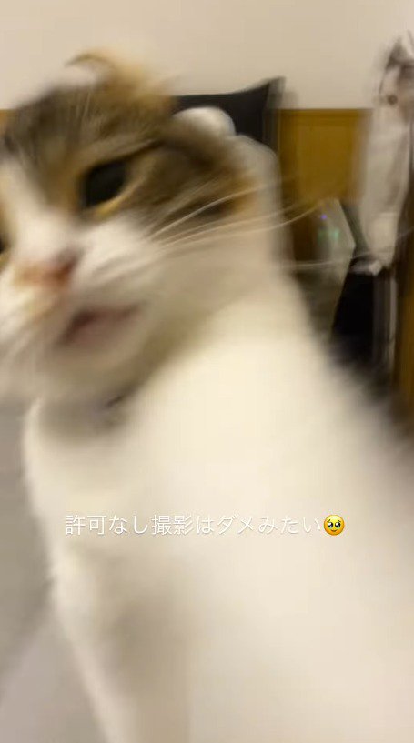 飼い主にパンチする猫