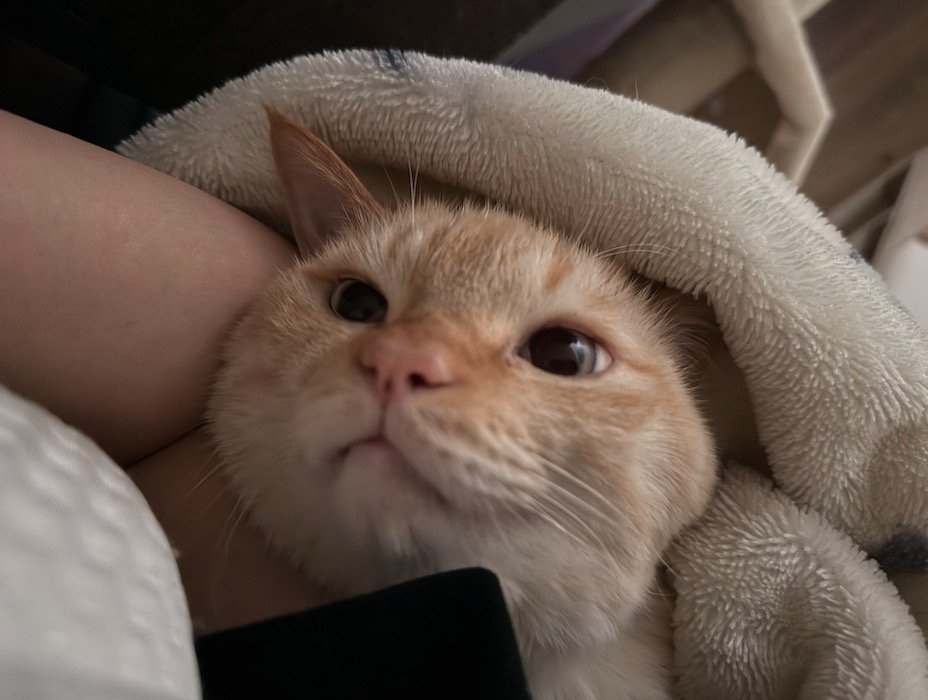 一緒に布団の中に入っている飼い主と猫