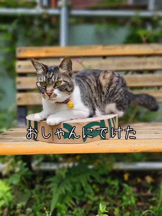 爪とぎの上に乗る猫