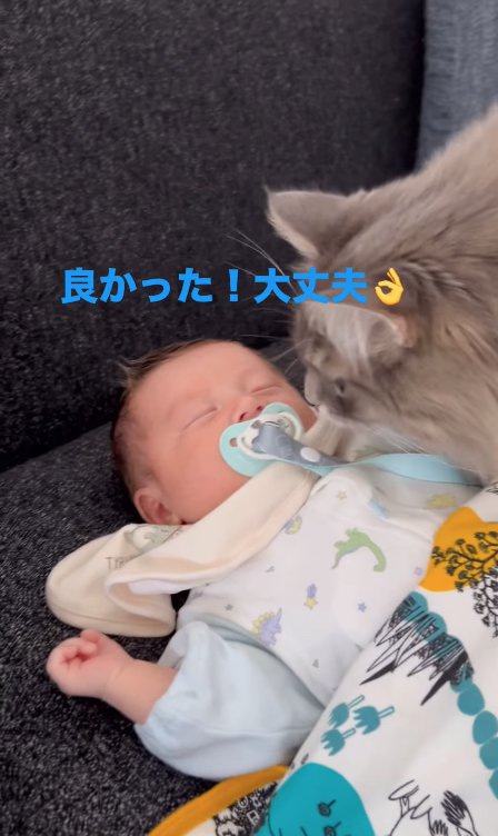 おしゃぶりをしている赤ちゃんを見つめるグレー猫